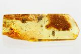 Detailed Hairy Fungus Beetle (Mycetophagidae) in Baltic Amber #372530-1